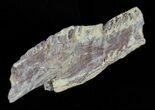 Cimolichthys (Cretaceous Fish) Vertebra - Kansas #61440-3